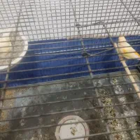 جفت قناری روی تخم|پرنده|سیرجان, |دیوار