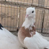 کبوترطوقی|پرنده|زیباشهر, |دیوار