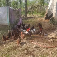 مرغ و اردک|حیوانات مزرعه|لاهیجان, آهندان|دیوار