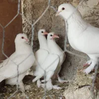 سینه سوسنی گمشده