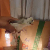 فروش جوجه|حیوانات مزرعه|لنگرود, |دیوار