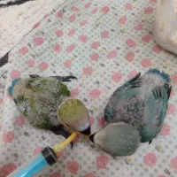 جوجه کوتوله سرلاکی