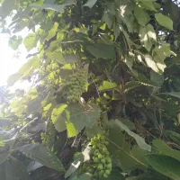 قوره|خوردنی و آشامیدنی|رشت, فرزانه|دیوار