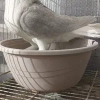 کبوتر زینتی تزئینی لاهوری الماسی|پرنده|اصفهان, سرشبادران|دیوار