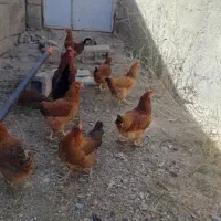 مرغ محلی درجه یک