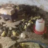 جوجه بلدرچین  و تخم بلدرچین نطفه دار