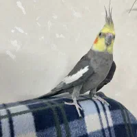 عروس هلندی ۱۵۰۰