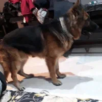 ژرمن شولاین اصل جهت کشش