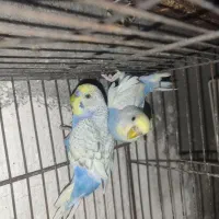 جفت مرغ عشق زیبا در طرقبه