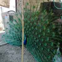 طاووس نر و ماده