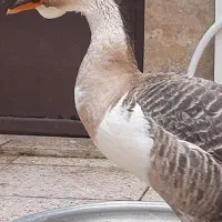 تخم نطفه دار قو افریقایی|حیوانات مزرعه|رشت, احمد گوراب|دیوار