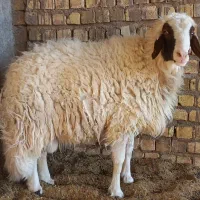 قوچ نژاد سنجابی