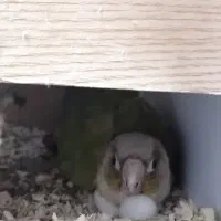 جفت مولد گرینچیک روی تخم|پرنده|قم, شهدا|دیوار