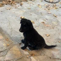 توله ژرمن شیپرد بلک مو بلندغذا خورشده