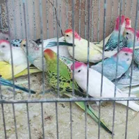 مرغ عشق و کوتوله برزیلی دستی دررنگ های مختلف|پرنده|قم, سرحوض|دیوار