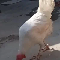 سه عدد مرغ سفید تخم گذار
