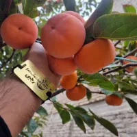 عرضه نهال خرمالو گوجه ای پربار و درشت