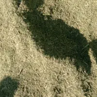 حدود ۲،۵تن خار