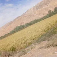 برنج سالم و نیم دانه|خوردنی و آشامیدنی|بدره, |دیوار