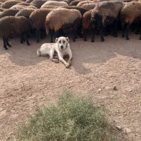 سگ گله ای