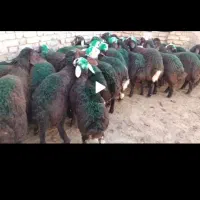 بره نر افشاری و بروجردی باب مالدارهای اصیل