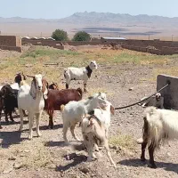 بز ّ بزغاله