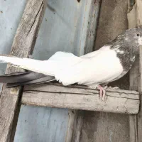 کفتر کله دار ماده