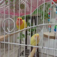 طوطی برزیلی|پرنده|قرچک, باقرآباد|دیوار