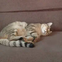 گربه گم شده