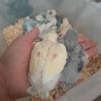 کوتوله برزیلی سرلاکی|پرنده|کاشان, لتحر|دیوار