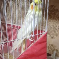 دو عدد عروس هلندی