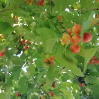 اجاره سوئیت روزانه، ماهانه وسالانه جای دنج و آرام