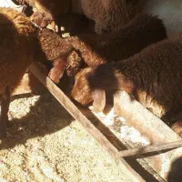 بره های ماده وزن ۲۰ تا ۴۰