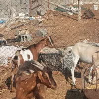 بز کهردار وبز ابسن نزدیک در جم|حیوانات مزرعه|جم, |دیوار