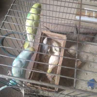 فروش مرغ عشق