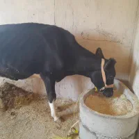 گاو گوساله|حیوانات مزرعه|کرمانشاه, |دیوار