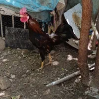 خروس جوان دو رگه لاری