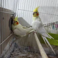 جفت مولد با ۲ عدد جوجه