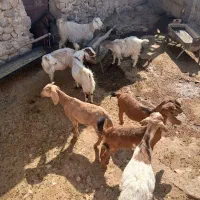 بز به فروش میرسد|حیوانات مزرعه|لنده, |دیوار