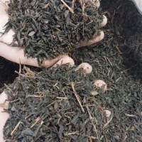 چای و زندگی|خوردنی و آشامیدنی|رشت, نامجو|دیوار