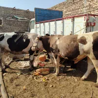 گاووگوساله|حیوانات مزرعه|زابل, |دیوار