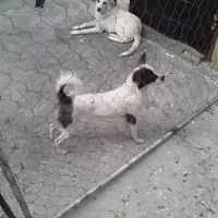 واگذاری سگ اشپیتز فقط تماس گرفته شود