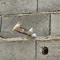 دو عدد فنچ نر