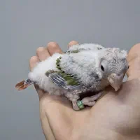 جوجه گرینچیک حلقه پا آناناسی دبل رد