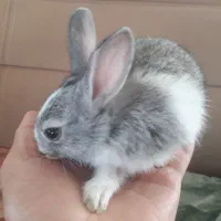 خرگوش|موش و خرگوش|تهران, ولنجک|دیوار