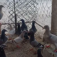 فروش کبوتر|پرنده|برازجان, |دیوار