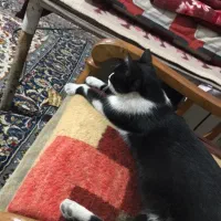 واگذاری گربه ماده خانگی|گربه|اصفهان, شهرک میلاد|دیوار