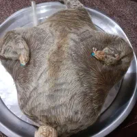 هیزه|ظروف نگهدارنده، پلاستیکی، یک‌بارمصرف|اندیمشک, |دیوار