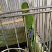 عروس هلندی کوتوله برزیلی|پرنده|صحنه, |دیوار