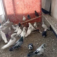 کبوتر فروشی